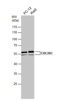 Western Blot: CDC25C Antibody [NBP1-33687] - Various whole cell extracts (30 ug) were separated by 10% SDS-PAGE, and the membrane was blotted with CDC25C antibody diluted at 1:500.