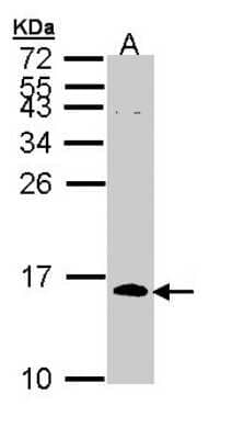 Western Blot: CDC26 Antibody [NBP1-33112] - Sample (30 ug of whole cell lysate) A: H1299 15% SDS PAGE; antibody diluted at 1:1000.