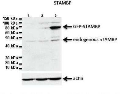 Western Blot: CDC26 Antibody [NBP2-84638] - Lanes: 1: 20ug Jukart cell lysate, 2: 20ug untransfected Hela lysate, 3: 20ug GFP-STAMBP transfected HeLa lysate. Primary Antibody Dilution: 1:1000. Secondary Antibody: Goat anti-rabbit-HRP. Secondary Antibody Dilution: 1:2000. Gene Name: CDC26. Submitted by: Dr. N. Blake, University of Liverpool. 