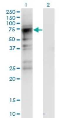 Western Blot: CDC2L6 Antibody (8B6) [H00023097-M06] - Analysis of CDC2L6 expression in transfected 293T cell line by CDC2L6 monoclonal antibody (M06), clone 8B6. Lane 1: CDC2L6 transfected lysate (Predicted MW: 56.8 KDa). Lane 2: Non-transfected lysate.
