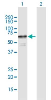 Western Blot: CDC2L6 Antibody [H00023097-B01P] - Analysis of CDC2L6 expression in transfected 293T cell line by CDC2L6 polyclonal antibody.  Lane 1: CDC2L6 transfected lysate(55.22 KDa). Lane 2: Non-transfected lysate.