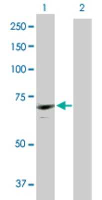 Western Blot: CDC2L6 Antibody [H00023097-D01P] - Analysis of CDC2L6 expression in transfected 293T cell line by CDC2L6 polyclonal antibody.Lane 1: CDC2L6 transfected lysate(56.80 KDa).Lane 2: Non-transfected lysate.