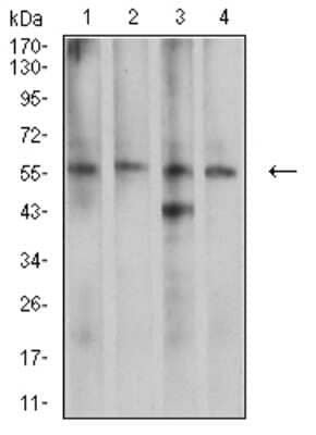 Western Blot: CDC37 Antibody (6B3B5) [NBP2-61731] - Analysis using CDC37 mouse mAb against K562 (1), LNcap (2), A431 (3), and HEK293 (4) cell lysate.