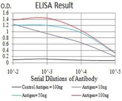 ELISA: CDC37 Antibody (6B3B7) [NBP2-61730] - Black line: Control Antigen (100 ng);Purple line: Antigen (10ng); Blue line: Antigen (50 ng); Red line:Antigen (100 ng)