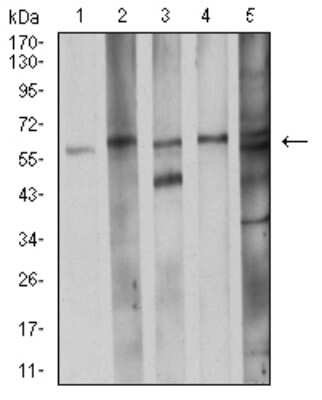 Western Blot: CDC37 Antibody (6B3B7) [NBP2-61730] - Analysis using CDC37 mouse mAb against K562 (1), LNcap (2), A431 (3), HEK293 (4), and C2C12 (5) cell lysate.