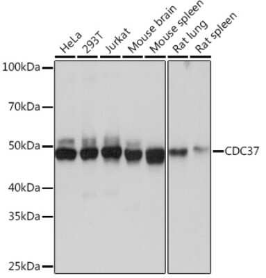 Western Blot: CDC37 Antibody (6X0A3) [NBP3-16442] - Western blot analysis of extracts of various cell lines, using CDC37 Rabbit mAb (NBP3-16442) at 1:1000 dilution. Secondary antibody: HRP Goat Anti-Rabbit IgG (H+L) at 1:10000 dilution. Lysates/proteins: 25ug per lane. Blocking buffer: 3% nonfat dry milk in TBST. Detection: ECL Basic Kit. Exposure time: 1s.