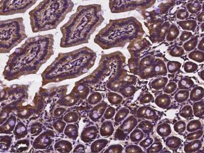 Immunohistochemistry-Paraffin: CDC37 Antibody [NBP2-98122] - Immunochemical staining of mouse CDC37 in mouse intestine with rabbit polyclonal antibody (1:10000, formalin-fixed paraffin embedded sections).