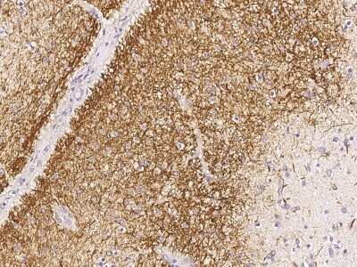 Immunohistochemistry-Paraffin: CDC37 Antibody [NBP2-98986] - Immunochemical staining of human CDC37 in human brain with rabbit polyclonal antibody (1:1000, formalin-fixed paraffin embedded sections).