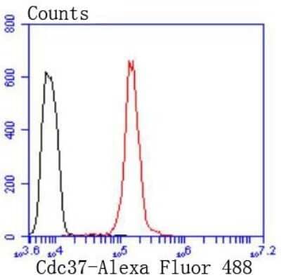 Flow Cytometry: CDC37 Antibody (JJ087-06) [NBP2-67839] - Analysis of Hela cells with Cdc37 antibody at 1/50 dilution (red) compared with an unlabelled control (cells without incubation with primary antibody; black). Alexa Fluor 488-conjugated goat anti rabbit IgG was used as the secondary antibody