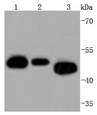 Western Blot: CDC37 Antibody (JJ087-06) [NBP2-67839] - Analysis of Cdc37 on different lysates using anti-Cdc37 antibody at 1/1,000 dilution. Positive control: Lane 1: Jurkat Lane 2: A431 Lane 3: K562