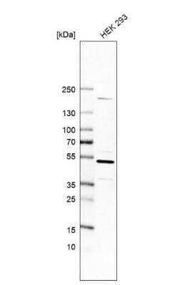 Western Blot: CDC37 Antibody [NBP1-80960] - Analysis in human cell line HEK 293.