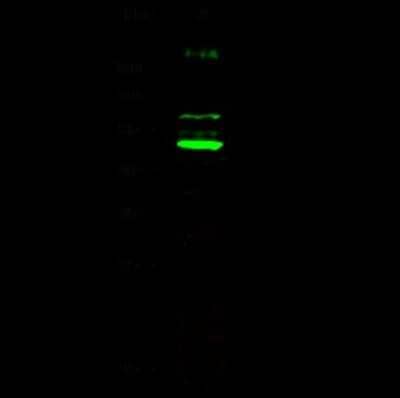 Western Blot: CDC37 Antibody [NBP2-98122] - Anti-CDC37 rabbit polyclonal antibody at 1:500 dilution. Lane A: HepG2 Whole Cell Lysate. Lysates/proteins at 30 ug per lane. Secondary Goat Anti-Rabbit IgG H&L (Dylight 800) at 1/10000 dilution. Developed using the Odyssey technique. Performed under reducing conditions. Predicted band size: 42 kDa. Observed band size: 48 kDa (We are unsure as to the identity of these extra bands).