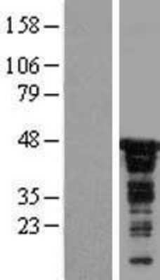 Western Blot CDC37 Overexpression Lysate