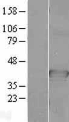 Western Blot CDC37L1 Overexpression Lysate