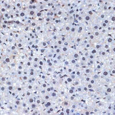 Immunohistochemistry-Paraffin: CDC40 Antibody (2I8I7) [NBP3-15920] - Immunohistochemistry of paraffin-embedded mouse liver using CDC40 Rabbit mAb (NBP3-15920) at dilution of 1:100 (40x lens).Perform microwave antigen retrieval with 10 mM Tris/EDTA buffer pH 9.0 before commencing with IHC staining protocol.