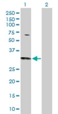 Western Blot: CDC42 Antibody [H00000998-D01P] - Analysis of CDC42 expression in transfected 293T cell line by CDC42 polyclonal antibody.Lane 1: CDC42 transfected lysate(21.30 KDa).Lane 2: Non-transfected lysate.