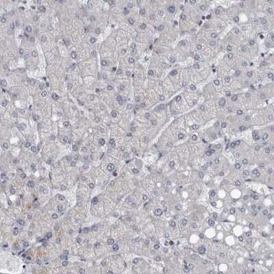 Immunohistochemistry-Paraffin: CDC42BPG Antibody [NBP1-84072] - Staining of human liver shows low expression as expected.