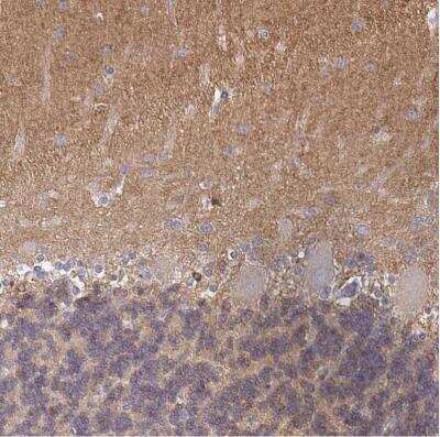 Immunohistochemistry-Paraffin: CDC42BPG Antibody [NBP2-38938] - Staining of human cerebellum shows positivity in neuropil.