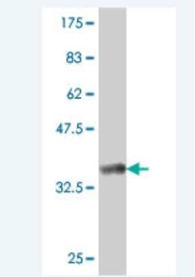 Western Blot: CDC42BPG Antibody [H00055561-A01] - Detection against Immunogen (37.77 KDa) .