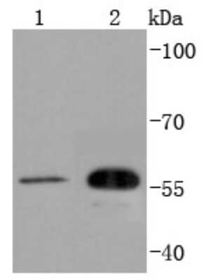 Western Blot: CDC42EP1 Antibody (SD08-54) [NBP2-67829] - Analysis of CDC42EP1 on different lysates using anti-CDC42EP1 antibody at 1/1,000 dilution. Positive control: Lane 1: HUVEC Lane 2: Hela
