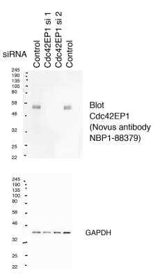 Western Blot CDC42EP1 Antibody