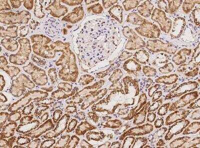 Immunohistochemistry-Paraffin: CDC42EP2 Antibody [NBP3-06534] - Staining of human CDC42EP2 in human kidney with rabbit polyclonal antibody at 1:1000 dilution.