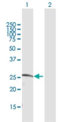 Western Blot: CDC42EP2 Antibody [H00010435-D01P] - Analysis of CDC42EP2 expression in transfected 293T cell line by CDC42EP2 polyclonal antibody.Lane 1: CDC42EP2 transfected lysate(22.50 KDa).Lane 2: Non-transfected lysate.