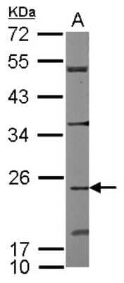 Western Blot: CDC42EP2 Antibody [NBP2-15833] - Sample (50 ug of whole cell lysate) A: Mouse Heart, 12% SDS PAGE gel, diluted at 1:1000.