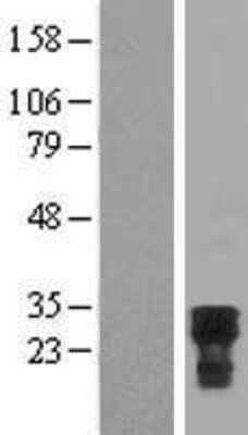 Western Blot CDC42EP2 Overexpression Lysate