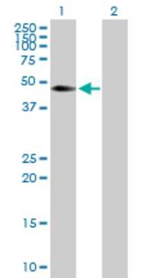Western Blot: CDC42EP4 Antibody [H00023580-B01P] - Analysis of CDC42EP4 expression in transfected 293T cell line by CDC42EP4 polyclonal antibody.  Lane 1: CDC42EP4 transfected lysate(39.16 KDa). Lane 2: Non-transfected lysate.