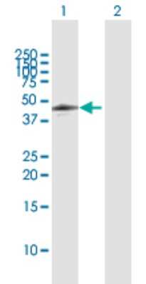 Western Blot: CDC42EP4 Antibody [H00023580-D01P] - Analysis of CDC42EP4 expression in transfected 293T cell line by CDC42EP4 polyclonal antibody.Lane 1: CDC42EP4 transfected lysate(38.00 KDa).Lane 2: Non-transfected lysate.