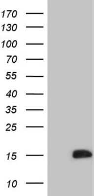 Western Blot: CDC42SE2 Antibody (1B12) [NBP2-46191] - Analysis of HEK293T cells were transfected with the pCMV6-ENTRY control (Left lane) or pCMV6-ENTRY CDC42SE2.