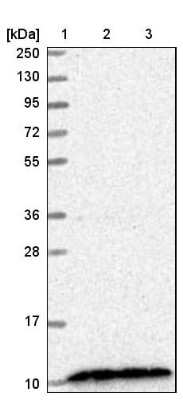 Western Blot: CDC42SE2 Antibody [NBP1-82131] - Lane 1: Marker  [kDa] 250, 130, 95, 72, 55, 36, 28, 17, 10.  Lane 2: Human cell line RT-4.  Lane 3: Human cell line U-251MG sp