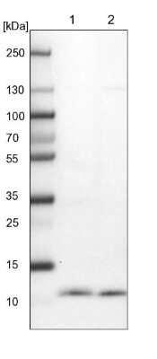 Western Blot: CDC42SE2 Antibody [NBP1-82131] - Lane 1: NIH-3T3 cell lysate (Mouse embryonic fibroblast cells). Lane 2: NBT-II cell lysate (Rat Wistar bladder tumor cells).