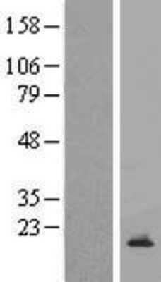 Western Blot: CDC42SE2 Overexpression Lysate (Adult Normal) [NBP2-09199] Left-Empty vector transfected control cell lysate (HEK293 cell lysate); Right -Over-expression Lysate for CDC42SE2.