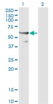 Western Blot: CDC45L Antibody (3F11-1F3) [H00008318-M01] - Analysis of CDC45L expression in transfected 293T cell line by CDC45L monoclonal antibody (M01), clone 3F11-1F3.Lane 1: CDC45L transfected lysate(65.6 KDa).Lane 2: Non-transfected lysate.