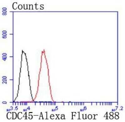 Flow Cytometry: CDC45L Antibody (JJ091-04) [NBP2-67897] - Analysis of 293 cells with CDC45 antibody at 1/50 dilution (red) compared with an unlabelled control (cells without incubation with primary antibody; black). Alexa Fluor 488-conjugated goat anti rabbit IgG was used as the secondary antibody.