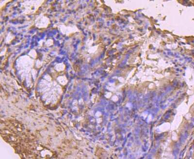 Immunohistochemistry-Paraffin: CDC45L Antibody (JJ091-04) [NBP2-67897] - Analysis of paraffin-embedded mouse colon tissue using anti-CDC45 antibody. Counter stained with hematoxylin.