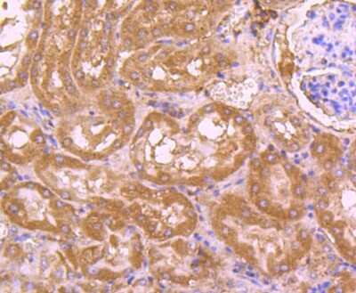 Immunohistochemistry-Paraffin: CDC45L Antibody (JJ091-04) [NBP2-67897] - Analysis of paraffin-embedded mouse kidney tissue using anti-CDC45 antibody. Counter stained with hematoxylin.