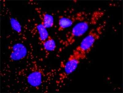 Proximity Ligation Assay: CDC45L Antibody [H00008318-D01P] - Analysis of protein-protein interactions between CDC45L and CDKN1A. HeLa cells were stained with anti-CDC45L rabbit purified polyclonal 1:1200 and anti-CDKN1A mouse monoclonal antibody 1:50. Each red dot represents the detection of protein-protein interaction complex, and nuclei were counterstained with DAPI (blue).