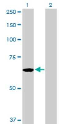 Western Blot: CDC45L Antibody [H00008318-D01P] - Analysis of CDC45L expression in transfected 293T cell line by CDC45L polyclonal antibody.Lane 1: CDC45L transfected lysate(65.60 KDa).Lane 2: Non-transfected lysate.
