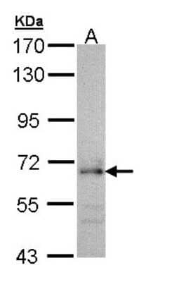 Western Blot: CDC45L Antibody [NBP1-32772] - Sample (30 ug of whole cell lysate)A: H12997. 5% SDS PAGE, antibody diluted at 1:1000.