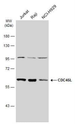 Western Blot: CDC45L Antibody [NBP2-15834] - Various whole cell extracts (30 ug) were separated by 7.5% SDS-PAGE, and the membrane was blotted with CDC45L antibody diluted at 1:1000.