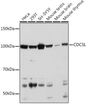 Western Blot: CDC5L Antibody (1D10W9) [NBP3-16816] - Western blot analysis of extracts of various cell lines, using CDC5L Rabbit mAb (NBP3-16816) at 1:1000 dilution. Secondary antibody: HRP Goat Anti-Rabbit IgG (H+L) at 1:10000 dilution. Lysates/proteins: 25ug per lane. Blocking buffer: 3% nonfat dry milk in TBST. Detection: ECL Basic Kit. Exposure time: 30s.