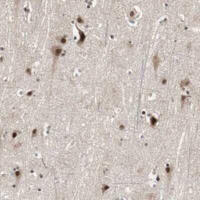 Immunohistochemistry-Paraffin: CDC5L Antibody [NBP1-85719] - Staining of human cerebral cortex shows strong nuclear positivity in neuronal cells.