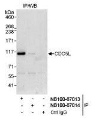 Immunoprecipitation: CDC5L Antibody [NB100-87013] - Detection of Human CDC5L by Western Blot of  Immunoprecipitates. Samples: Whole cell lysate (1 mg for IP,  20% of IP loaded) from HeLa cells. Antibodies: Affinity purified  rabbit anti-CDC5L antibody NB100-87013 used for IP at 3 mcg/mg  lysate. CDC5L was also immunoprecipitated by rabbit anti-  CDC5L antibody NB100-87014, which recognizes a downstream  epitope.