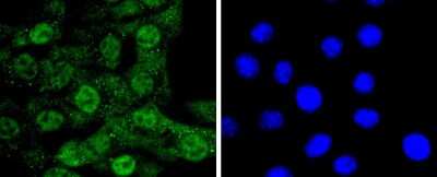 Immunocytochemistry/Immunofluorescence: CDC5L Antibody (JJ091-05) [NBP2-67901] - Staining CDC5L in NIH/3T3 cells (green). The nuclear counter stain is DAPI (blue). Cells were fixed in paraformaldehyde, permeabilised with 0.25% Triton X100/PBS.