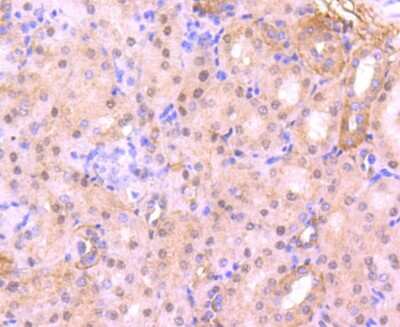 Immunohistochemistry-Paraffin: CDC5L Antibody (JJ091-05) [NBP2-67901] - Analysis of paraffin-embedded mouse kidney tissue using anti-CDC5L antibody. Counter stained with hematoxylin.