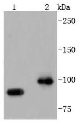 Western Blot: CDC5L Antibody (JJ091-05) [NBP2-67901] - Analysis of CDC5L on different lysates using anti-CDC5L antibody at 1/1,000 dilution. Positive control: Lane 1: Hela Lane 2: Jurkat