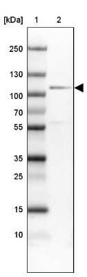 Western Blot: CDC5L Antibody [NBP1-85719] - Lane 1: Marker  [kDa] 250, 130, 100, 70, 55, 35, 25, 15, 10.  Lane 2: U-251 MG